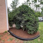 Bush Trimming