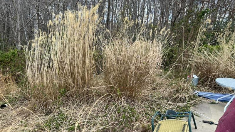 Brush Hogging in Orange, Virginia