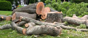 What to Expect from Emergency Tree Removal