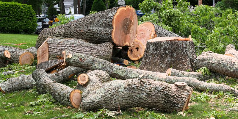What to Expect from Emergency Tree Removal 