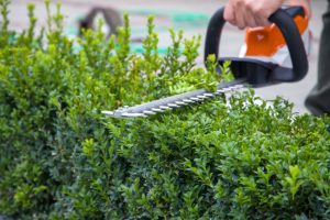 Why Bush Trimming Is an Important Part of Landscape Maintenance
