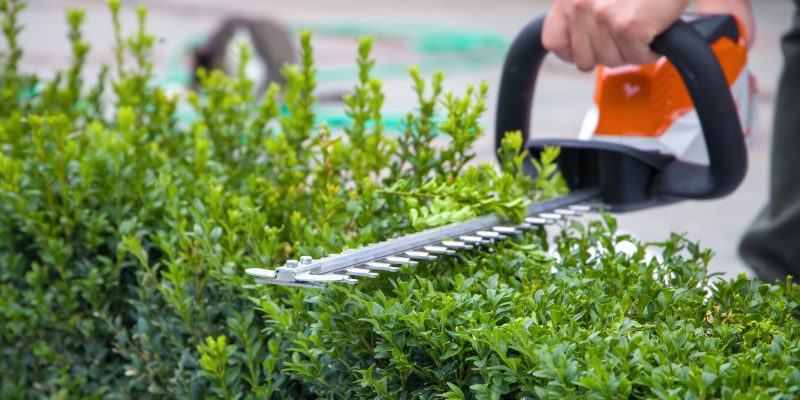 Why Bush Trimming Is an Important Part of Landscape Maintenance
